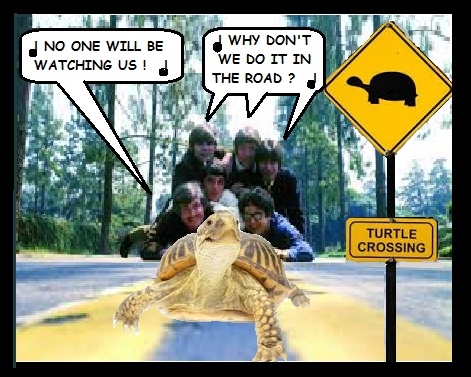 493556448_turtlesroad.jpg.e9f6a5ce2a7027addb42cb3678065400.jpg