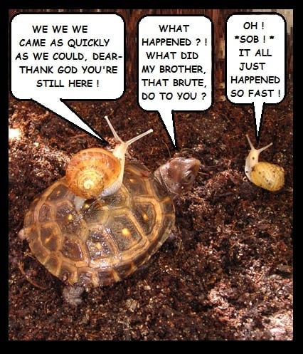 turtle-baby-with-snails-picture3.jpg.69419ff41f5d74b108f4b4124497d5b2.jpg