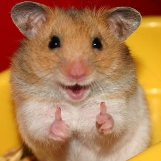 happy.jpg.bba4f1d2b675232ddc9947dc0e8ac235.jpg