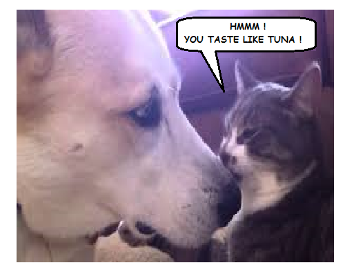 tuna4.png.41f307b136de51114dffb8e9bcd9bf2a.png