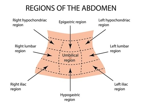 Regions of the Abdomen