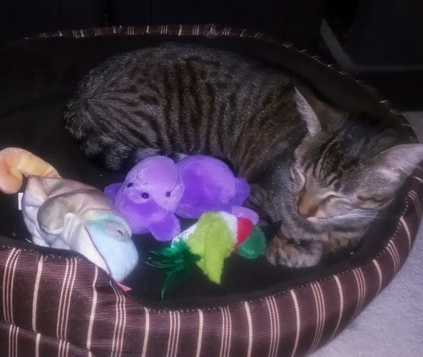 cat.jpg.e84182f31467ef6c1727216a509bb0ec.jpg