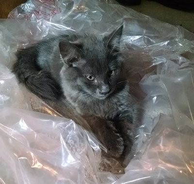 cat2.jpg.a6322305adc4f87263366ab4cee8f50a.jpg