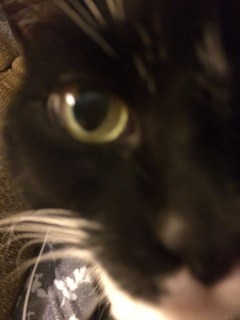 fararawyn-cat2.jpg.00dc02187350a2635446b5596f1b92f2.jpg