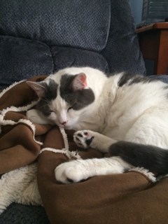 farawyn-cat.jpg.0a2be69c9cba78b2d735d3c70bc9dcf3.jpg