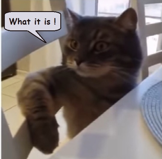 cat.jpg.1298f767f408afc19ad39545d98b9acb.jpg