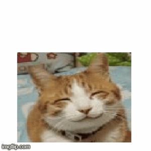 kitiger.gif.77e936fbb961c81e9816a28d6eedefcf.gif