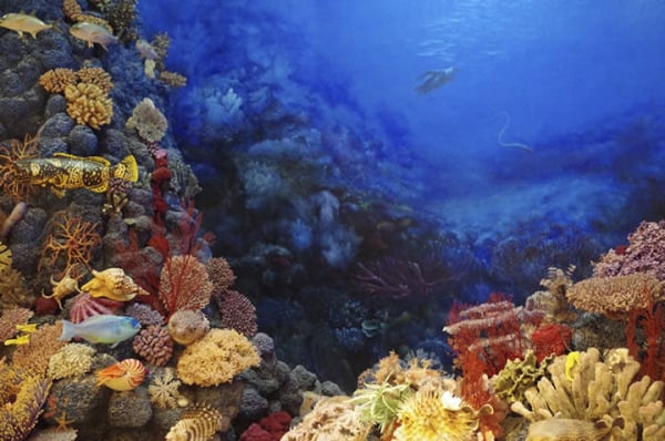 coral-reef.thumb.jpg.6d596fb67b5870ec4bb3737d96f202d7.jpg