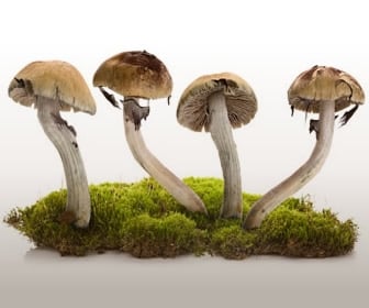 Case Study: Magic Mushrooms as Medicine? Mind-Body Connection Pt. 3