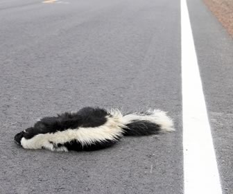 Are there any benefits to roadkill cuisine?