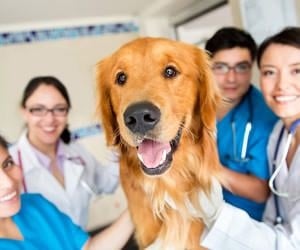 Can a nurse bring a dog to work?