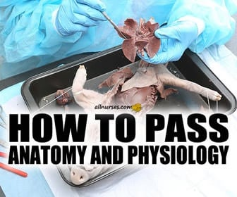 How to Be Successful in Anatomy and Physiology 1