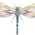 Dragonfly.RN