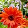 Daisychain