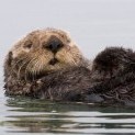 sea_otter123