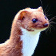 weasel