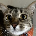 prftpeaches
